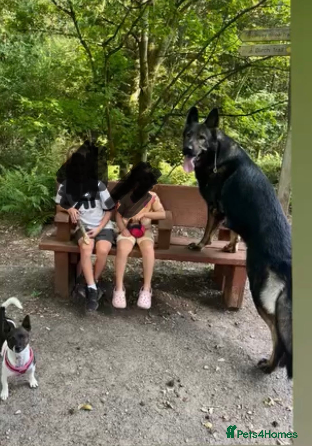 German Shepherd dogs for stud: ✨ Premium Stud Dog- BULLET.✨ - Advert 5