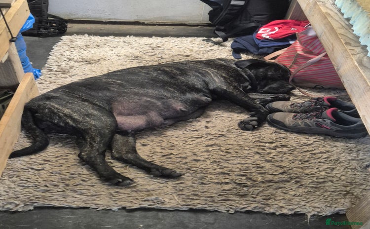 Cane Corso dogs - Advert 9