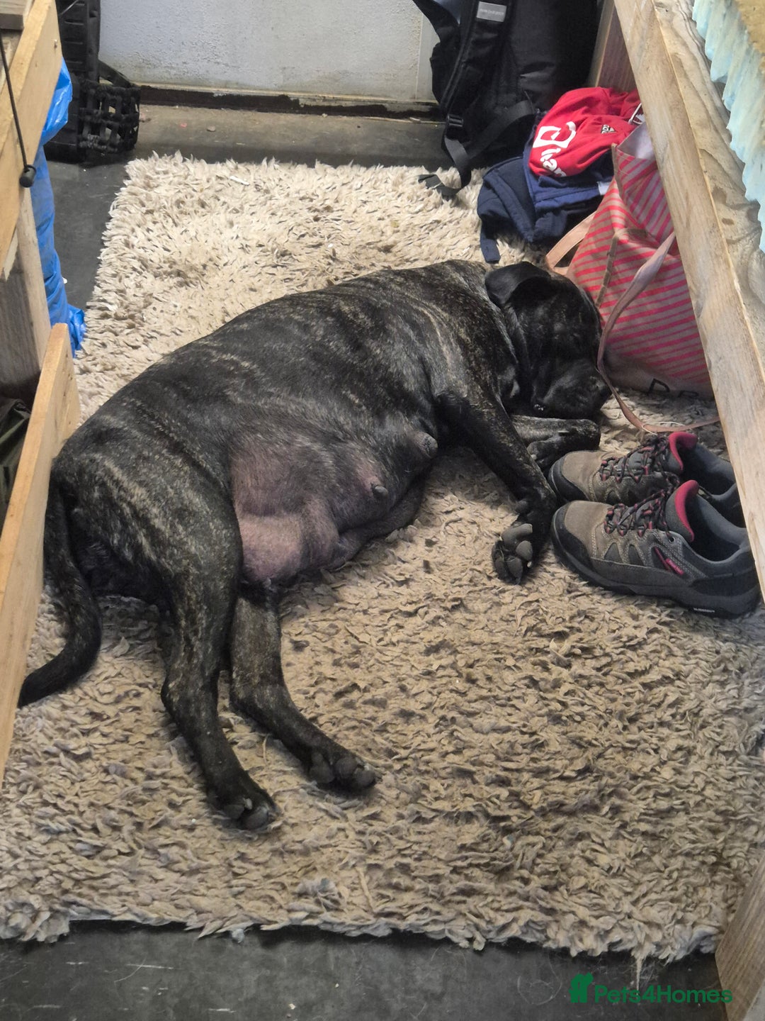 Cane Corso dogs for sale: Class Corsos  - Advert 1