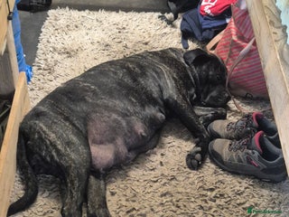 Cane Corso dogs - Advert 18