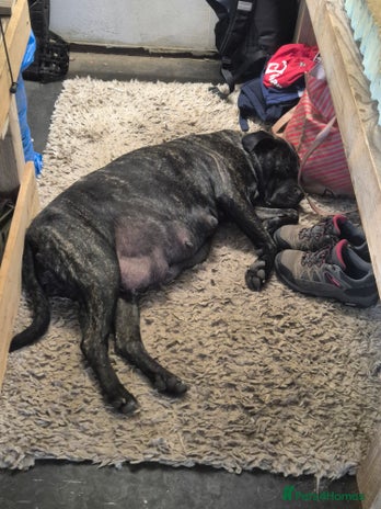 Cane Corso dogs - Advert 16