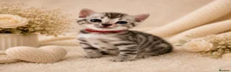 Bengal cats for sale: 🎬 Little Leopard Diaries | TICA BENGAL KITTENS 💎 - Advert 2