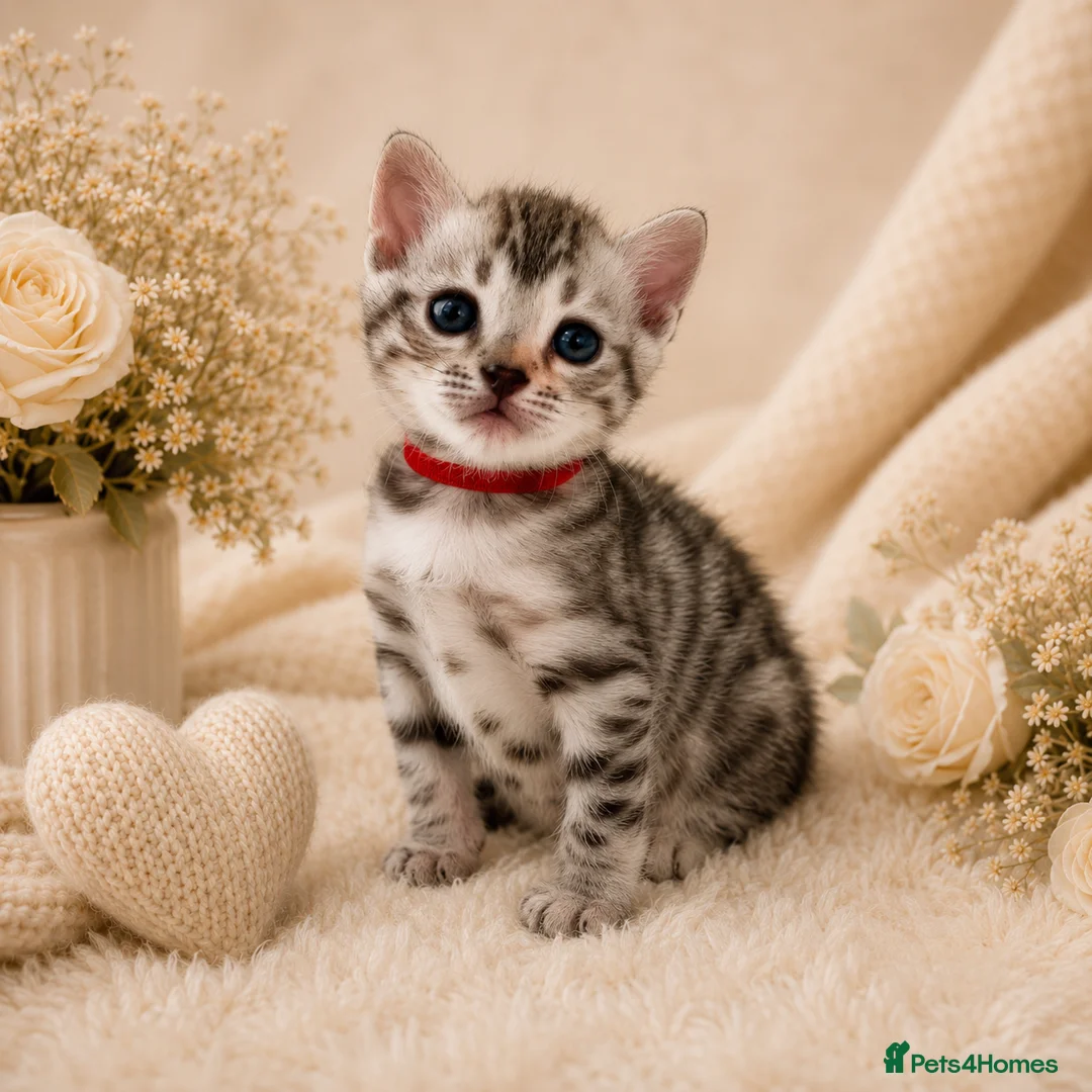 Bengal cats for sale: 🎬 Little Leopard Diaries | TICA BENGAL KITTENS 💎 - Advert 2