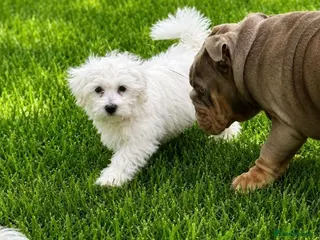Mixed Breed dogs Last girl 🩷 coton de Tular x Maltese - Advert 2