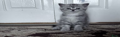 British Shorthair Kitten 2