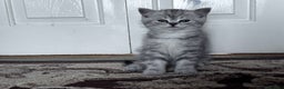 British Shorthair cats for sale: British Short Hair  - Advert 6