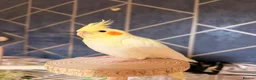 Cockatiels birds for sale: Beautiful hand-tame lutino Cockatiel  in Westbury - Advert 2