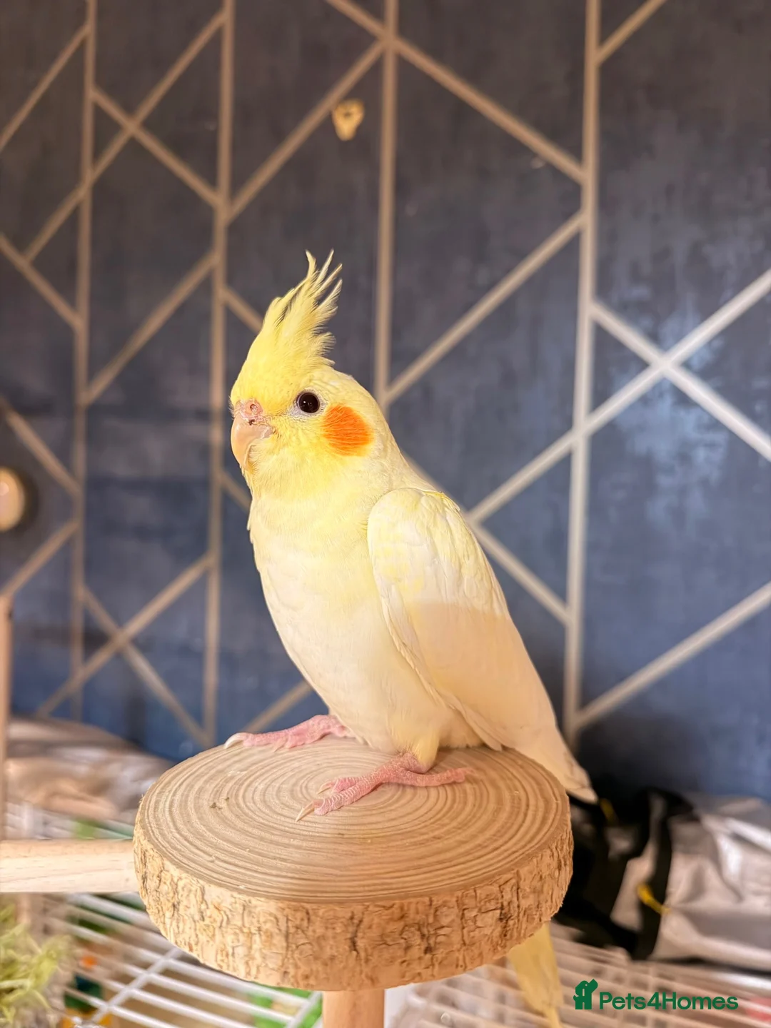 Cockatiels birds for sale: Beautiful hand-tame lutino Cockatiel  in Westbury - Advert 2