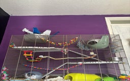 Rat rodents for sale: 3 male rats for rehoming(with cage and accessories - Image 7
