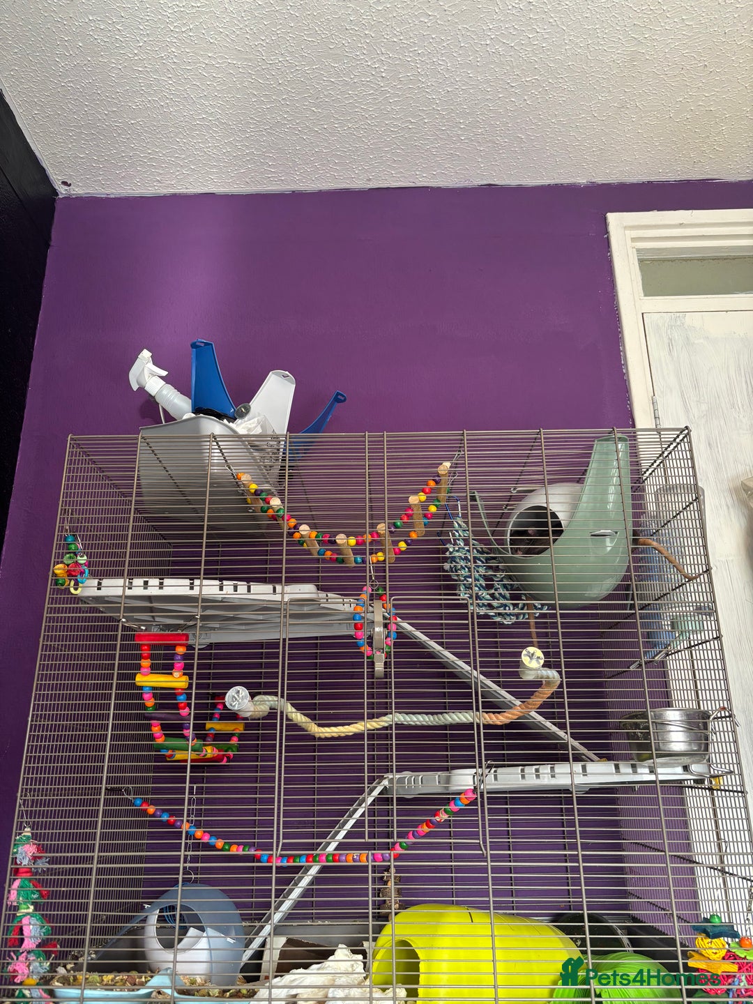 Rat rodents for sale: 3 male rats for rehoming(with cage and accessories - Image 7
