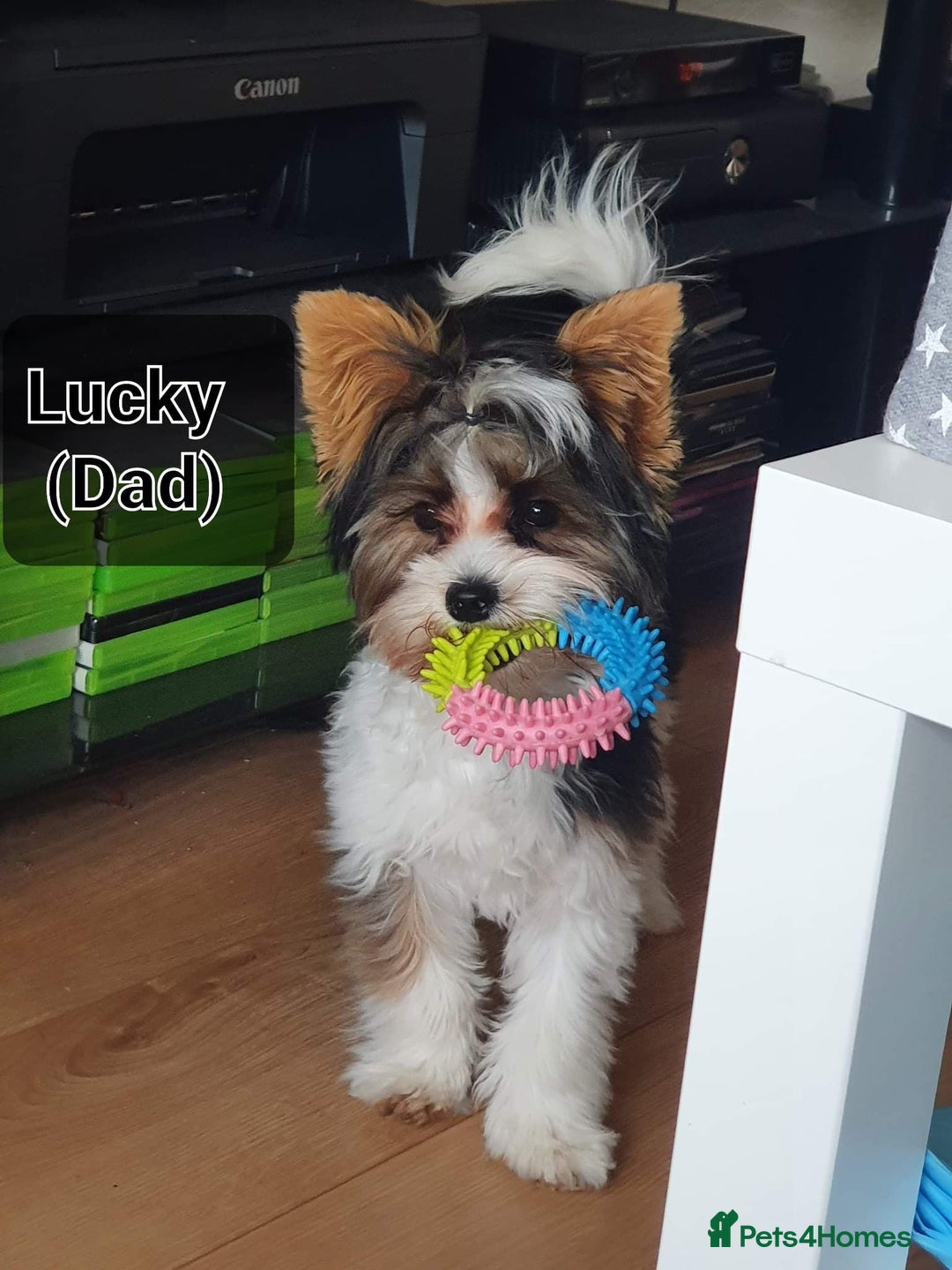 Biewer Terrier dogs for sale: Yorkshire Biewer Terrier Puppies - Advert 1