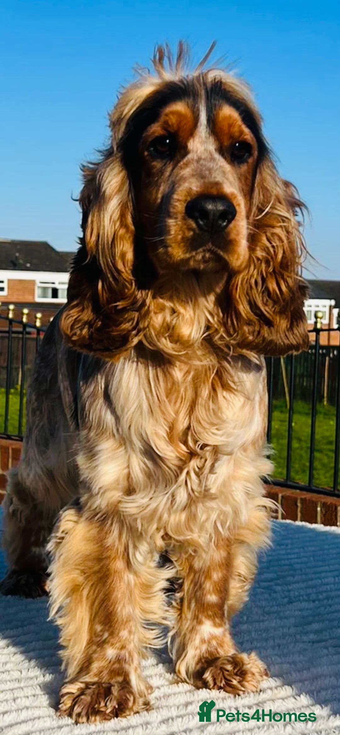 Cocker Spaniel dogs for stud: 2 PROVEN/HEALTH CLEAR KC Show Cocker Spaniels Stud in Shildon - Advert 3