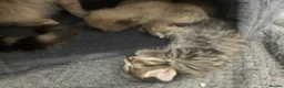 Mixed Breed cats for sale: Beautiful female tabby kittens  - Advert 3
