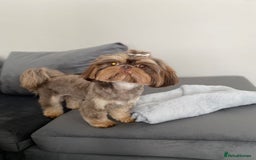 Shih Tzu dogs for sale: ✨️Exceptional Imperial Litter✨️ - Image 19
