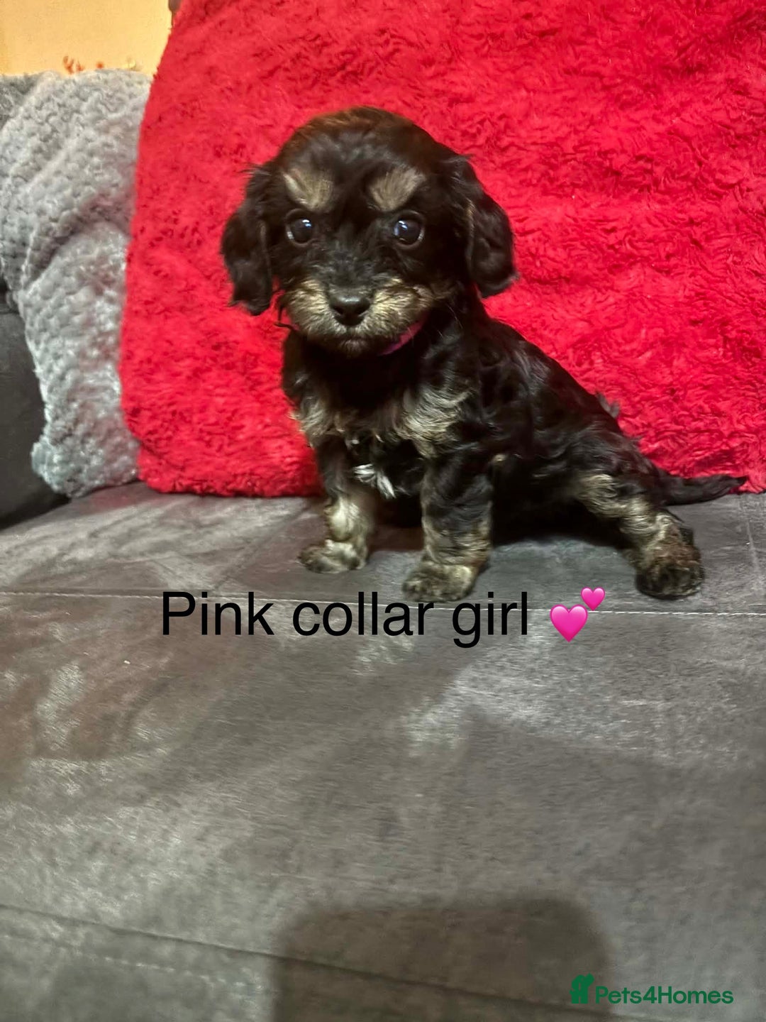 Cavapoo dogs for sale: Cavapoos ready 23rd December 🥰🥰 - Advert 7