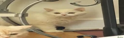 Persian cats for sale: 2 Persian kittens for Sale  - Advert 5