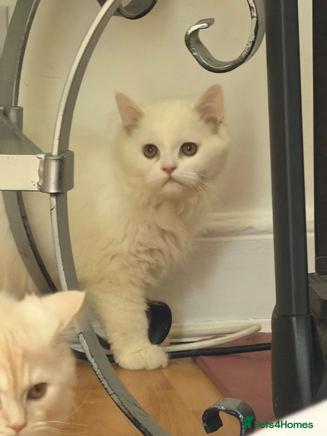 Persian cats for sale: 2 Persian kittens for Sale  - Advert 5