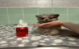 Pomeranian dogs for sale: Beautiful Pomeranian puppies  - Image 19