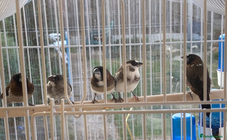 Finches birds - Advert 1