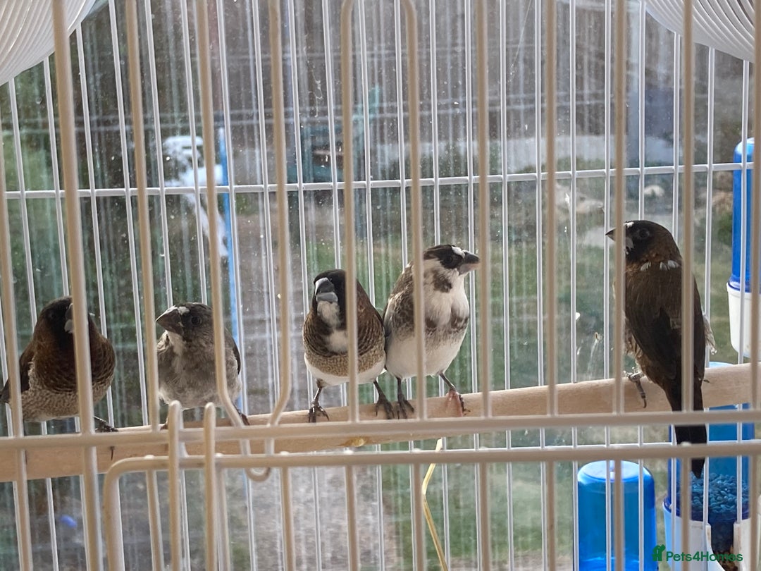 Finches birds for sale: Bengalese Finches - Image 1
