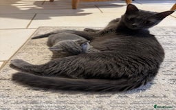 British Shorthair cats for sale: Beautiful cats  - Image 12