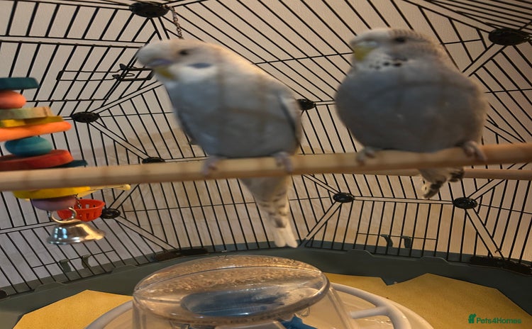 Budgerigars birds Stunning pair of budgies with cage. - Advert 1