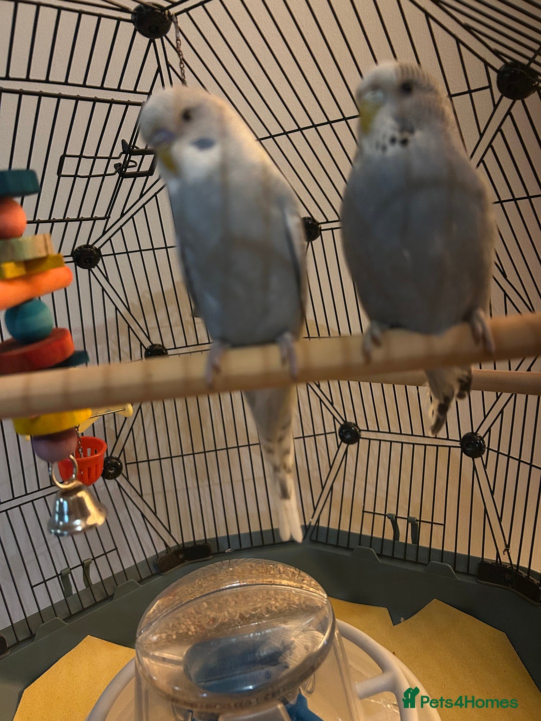 Budgerigars birds for sale: Stunning pair of budgies with cage. - Advert 1
