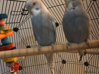 Budgerigars birds for sale: Stunning pair of budgies with cage. - Advert 1