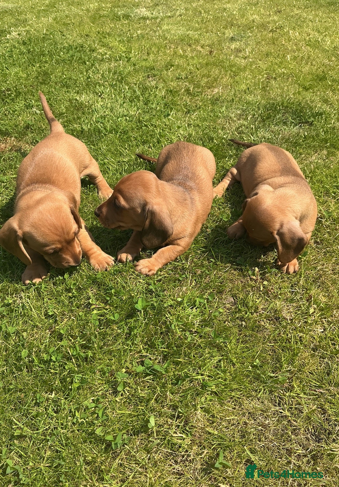 Miniature Dachshund dogs KC REG Miniature dachshunds. Council licensed - Advert 2