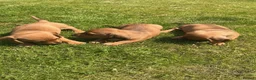 Miniature Dachshund dogs for sale: KC REG Miniature dachshunds. Council licensed - Advert 13