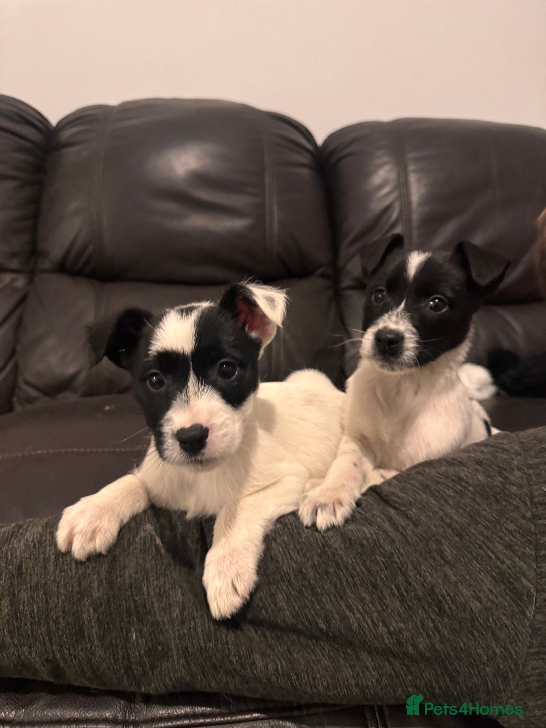 Mixed Breed dogs for sale: READY TO GO Collie x jack Russell  - Advert 13