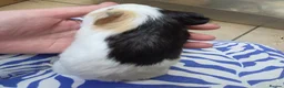 Guinea Pig rodents for sale: Female guinea pigs  - Advert 17