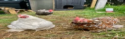 Chickens poultry for sale: Chicks pekin bantams  in Larne - Advert 2
