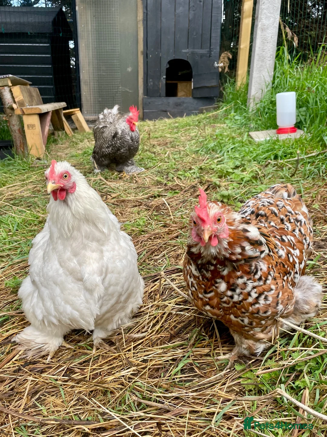 Chickens poultry for sale: Chicks pekin bantams  in Larne - Advert 2