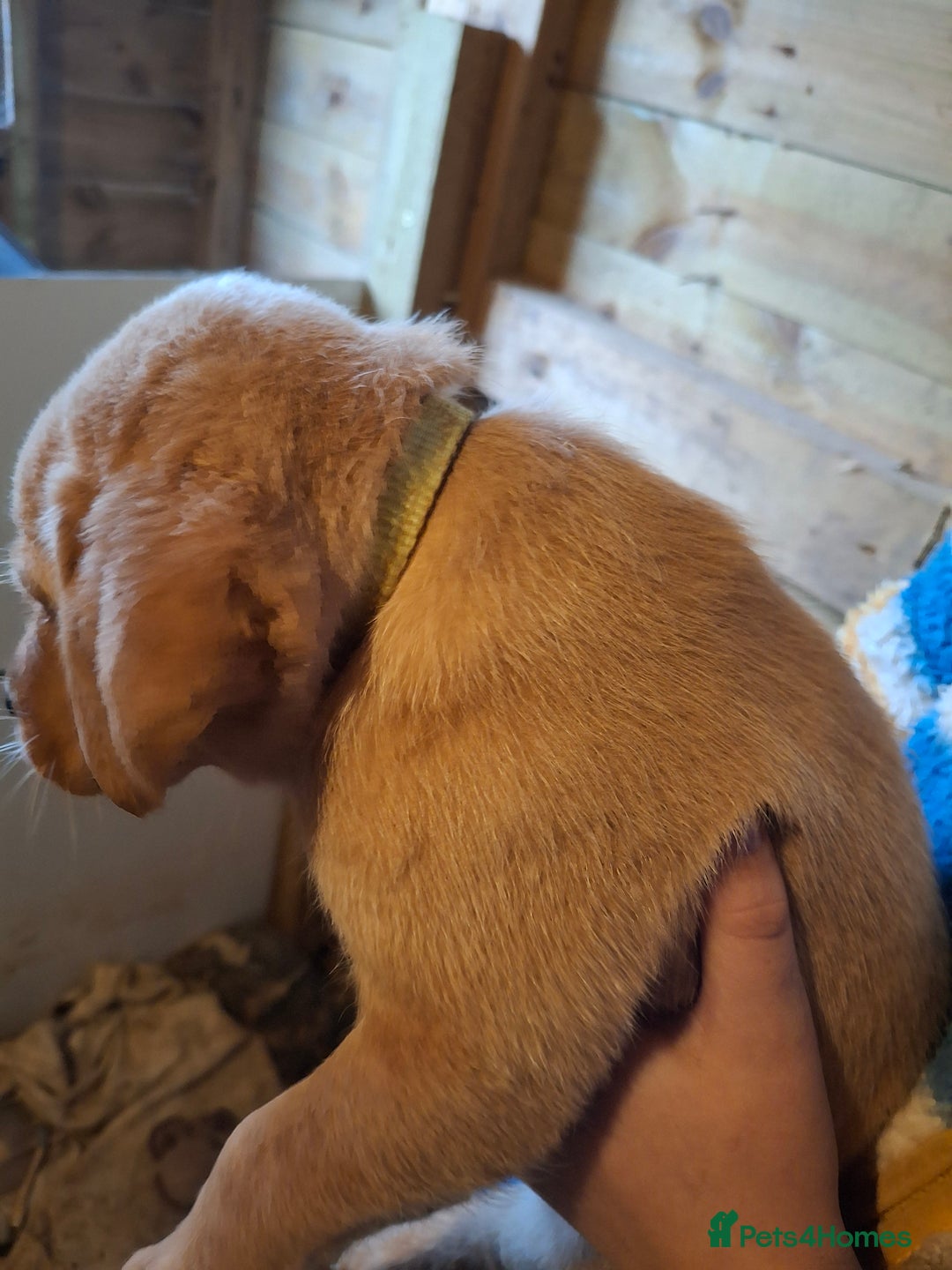 Labrador Retriever dogs for sale: Red 5th generation pedigree labrador  - Image 21