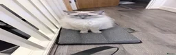Ragdoll cats for sale: Kiki  - Advert 3