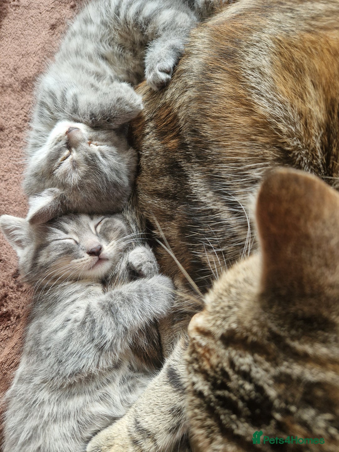 Mixed Breed cats for sale: 4 Beautiful kittens ready for loving home  ♥️ - Image 14
