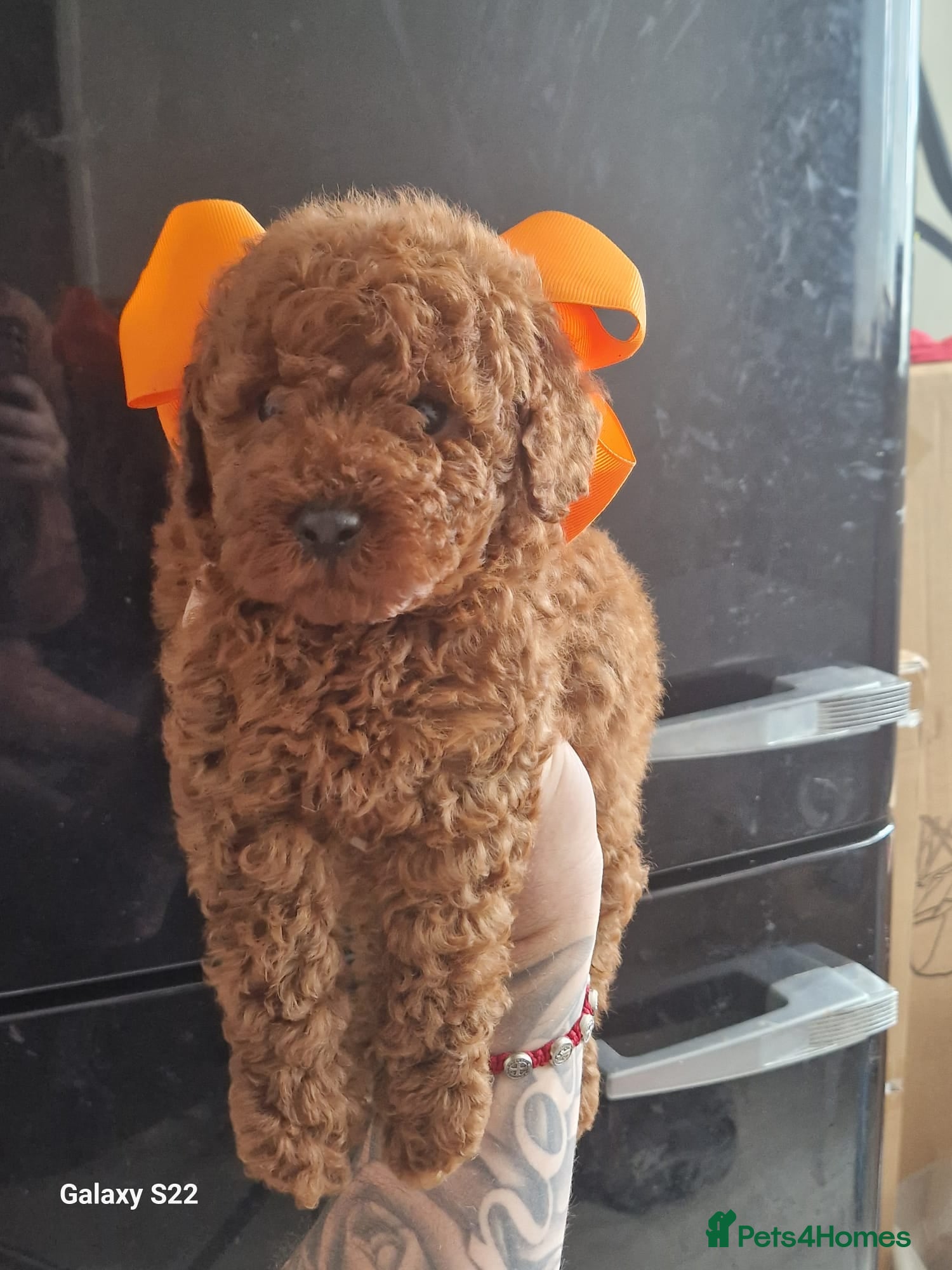 Miniature Poodle dogs for sale: Miniature  Poodle  in Wigan - Advert 7