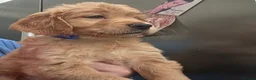 Golden Retriever dogs for sale: Selective litter from health tested parents - Advert 35