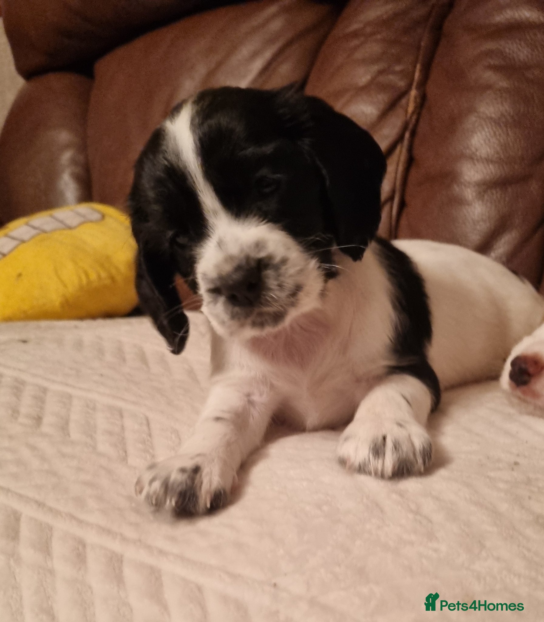 Cocker Spaniel dogs Adorable Cocker Spaniel Puppies for Sale 🐾 - Advert 1