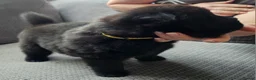 Mixed Breed dogs for sale: Chow Pei For Sale - Advert 4