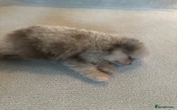 Pomeranian dogs for sale: Lilac merle and tan pomeranian  - Image 4