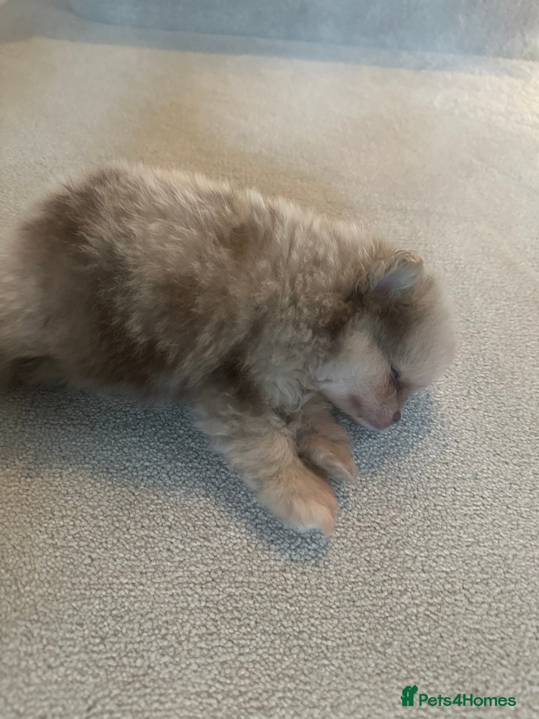 Pomeranian dogs for sale: Lilac merle and tan pomeranian  - Image 4