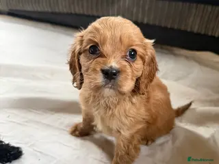 Mixed Breed dogs Cute Cavapoo puppy’s apricot and black - Advert 8