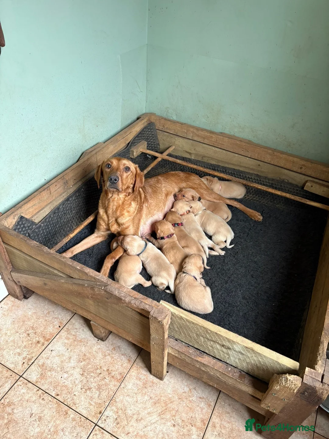Labrador Retriever dogs for sale: KC registered Labrador puppies!  in Watchet - Advert 2
