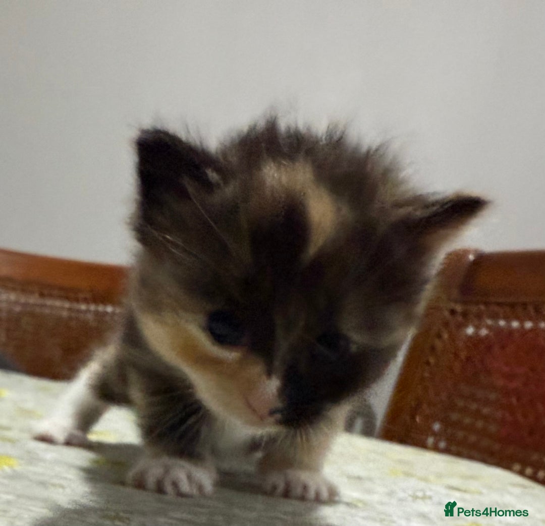 Ragdoll cats for sale: Ragdoll vs tuxedo mix breed 7 kitten for sale  in Hayes - Image 30