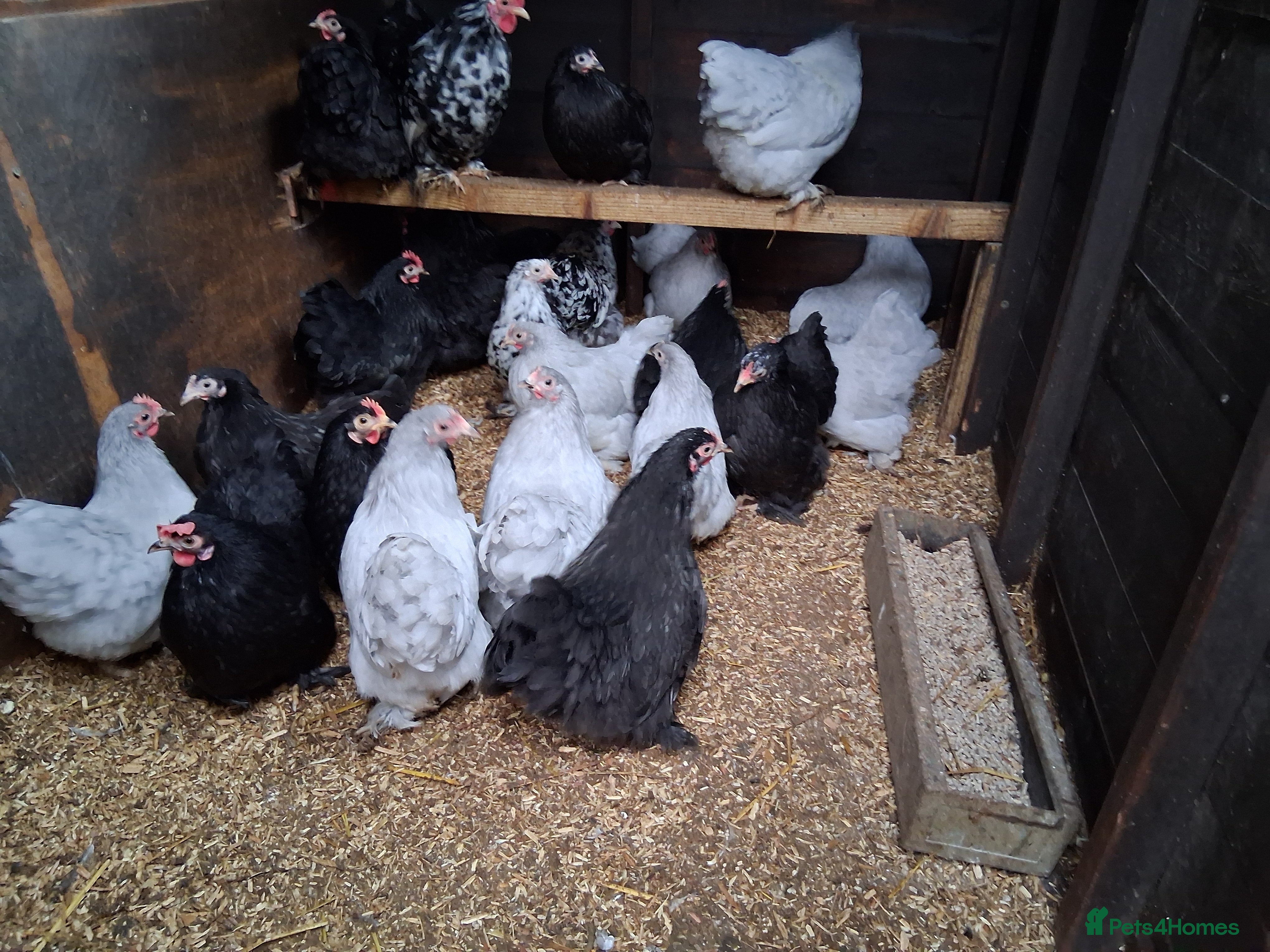 Chickens poultry Pekin bantams  - Advert 1