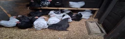Chickens poultry for sale: Pekin bantams  - Advert 1