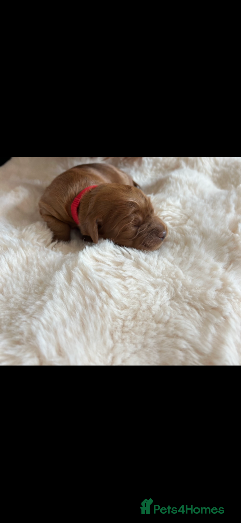 Australian Labradoodle dogs Multigenerational Australian Labradoodle puppies  - Advert 2
