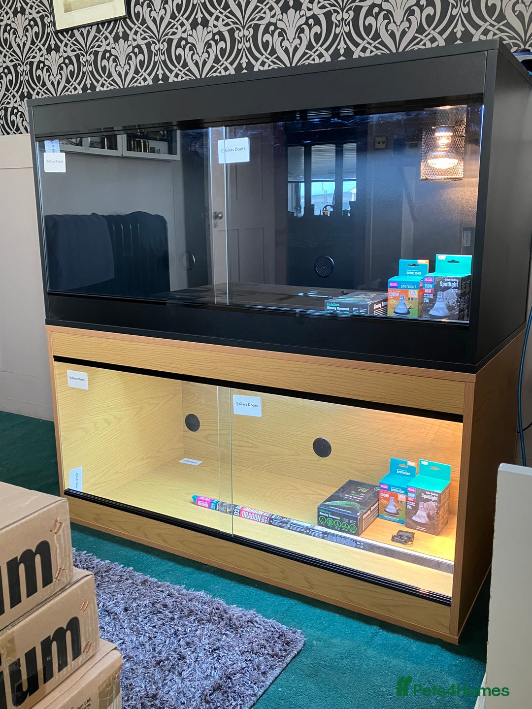 Bearded Dragon reptiles for sale: New Bearded Dragon Vivarium Setup Kits in Downham Market - Image 5
